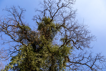 English park with old trees
