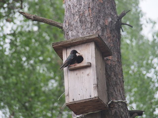 Starling near the birdhouse. Artificial bird's nest.