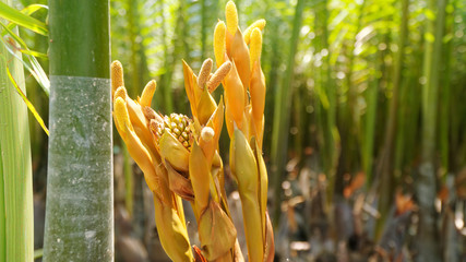 Vietnam fleur de palmier