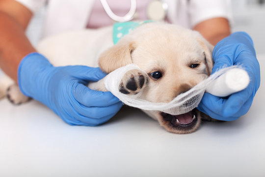 Cute puppy dog playing with the bandage put on its paw by the veterinary healthcare professional