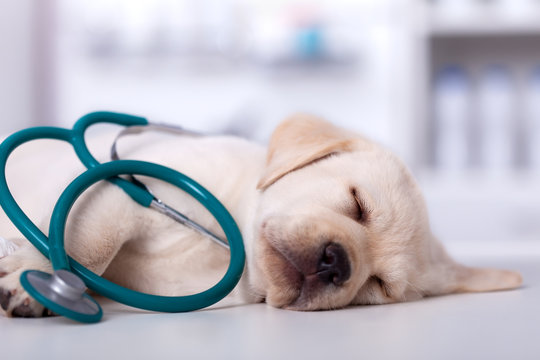 Cute labrador puppy dog asleep at the veterinary examination table tangled up in a stethoscope