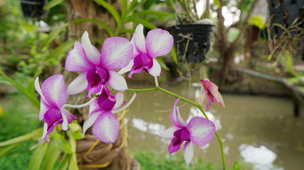 Vietnam fleur