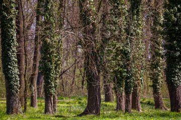 English park with old trees