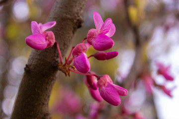 Pink spring flowers on the tree