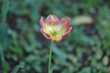 Colorful bright tulip blooms in late spring