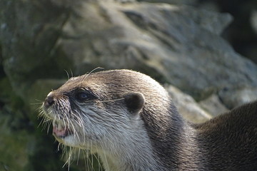 Fototapeta premium Cute European otter at the zoo