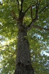 magnifique chêne au printemps