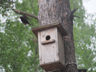 Starling near the birdhouse. Artificial bird's nest.