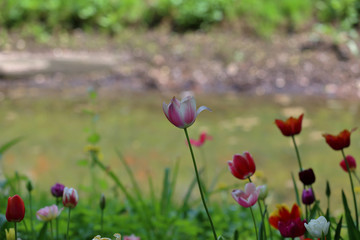 Obraz premium Colorful bright tulip blooms in late spring