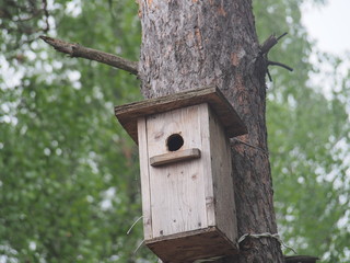 Starling near the birdhouse. Artificial bird's nest.