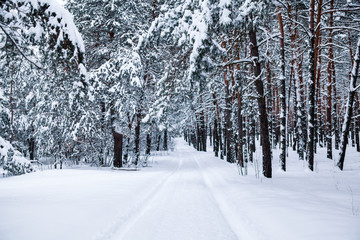 Coniferous forest covered with snow.