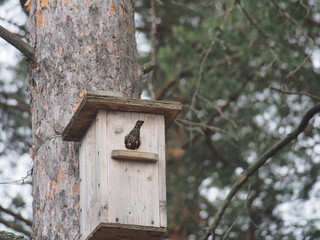 Starling near the birdhouse. Artificial bird's nest.