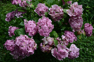 Hydranhea is beautiful in the countryside garden.