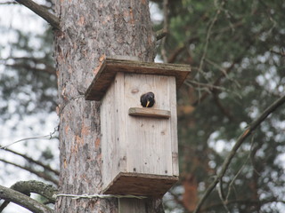 Starling near the birdhouse. Artificial bird's nest.