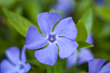 Blue vinca flowers