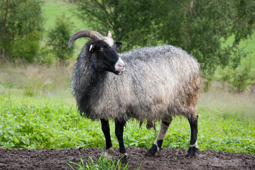 Fototapeta premium ram