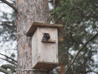 Starling near the birdhouse. Artificial bird's nest.