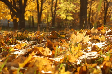 autumn leaves in forest