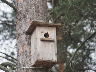 Starling near the birdhouse. Artificial bird's nest.