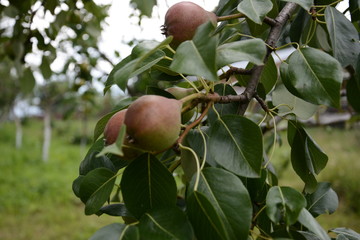 Sweet summer pears ripening on a tree