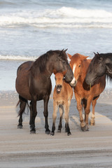 Fototapeta na wymiar Wild Horses on the Northern End of the Outer Banks on the Beach at Corolla North Carolina