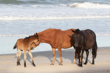 Wild Horses on the Northern End of the Outer Banks on the Beach at Corolla North Carolina