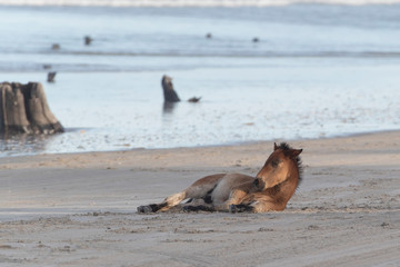 Wild Horses on the Northern End of the Outer Banks on the Beach at Corolla North Carolina