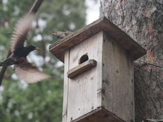 Starling near the birdhouse. Artificial bird's nest.