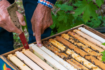 Close-up of beekeeper hands removing frame with honeycomb from beehive to inspect bee colony in...