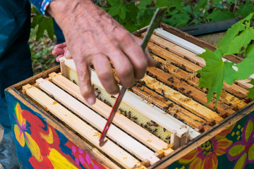 Close-up of beekeeper hands removing frame with honeycomb from beehive to inspect bee colony in...