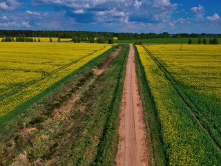 rural landscape with rapeseed field and blue sky in Minsk Region of Belarus