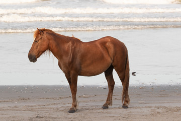 Wild Horses on the Northern End of the Outer Banks on the Beach at Corolla North Carolina