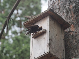 Starling near the birdhouse. Artificial bird's nest.