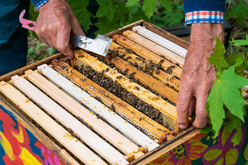 Close-up of beekeeper hands removing frame with honeycomb from beehive to inspect bee colony in apiary. Apiculture. Urban beekeeping.