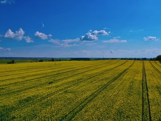 Fototapeta na wymiar landscape with wheat field and blue sky in Minsk Region of Belarus