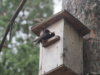 Starling near the birdhouse. Artificial bird's nest.