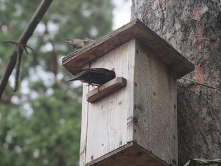 Starling near the birdhouse. Artificial bird's nest.