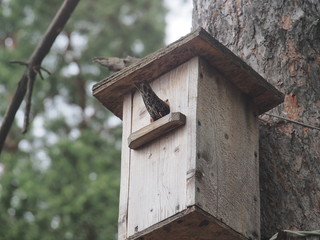 Starling near the birdhouse. Artificial bird's nest.