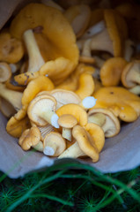 Photo of mushrooms in the forest, chanterelles