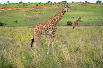 Naklejka na ściany i meble African giraffe iconic safari animal