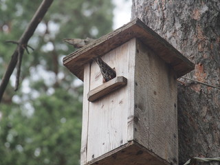 Starling near the birdhouse. Artificial bird's nest.