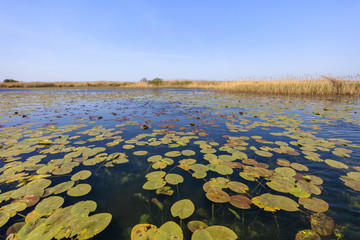 Danube Delta, Romania