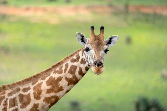  African giraffe iconic safari animal