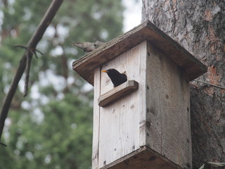 Starling near the birdhouse. Artificial bird's nest.