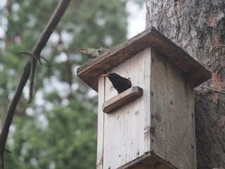 Starling near the birdhouse. Artificial bird's nest.