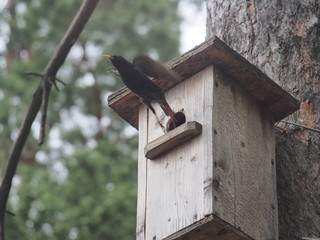 Starling near the birdhouse. Artificial bird's nest.