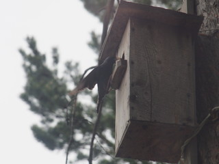Starling near the birdhouse. Artificial bird's nest.