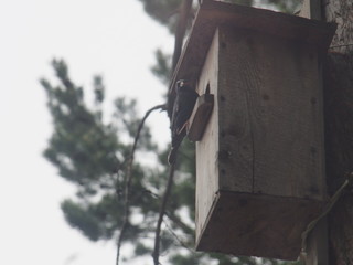 Starling near the birdhouse. Artificial bird's nest.