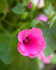 Pink lavatera (mallow) flower