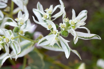 Euphorbia (spurge) white leaves and flowers
